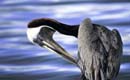 galapagos_pelican