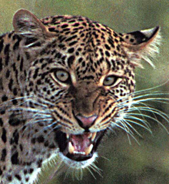 kenya_leopard_grimaçant_détail