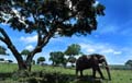 kenya_elephant