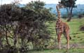 kenya_girafe_masai