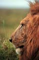 kenya_lion_profil_2