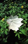 guadeloupe_feuille_2